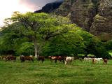  Oahu Tours